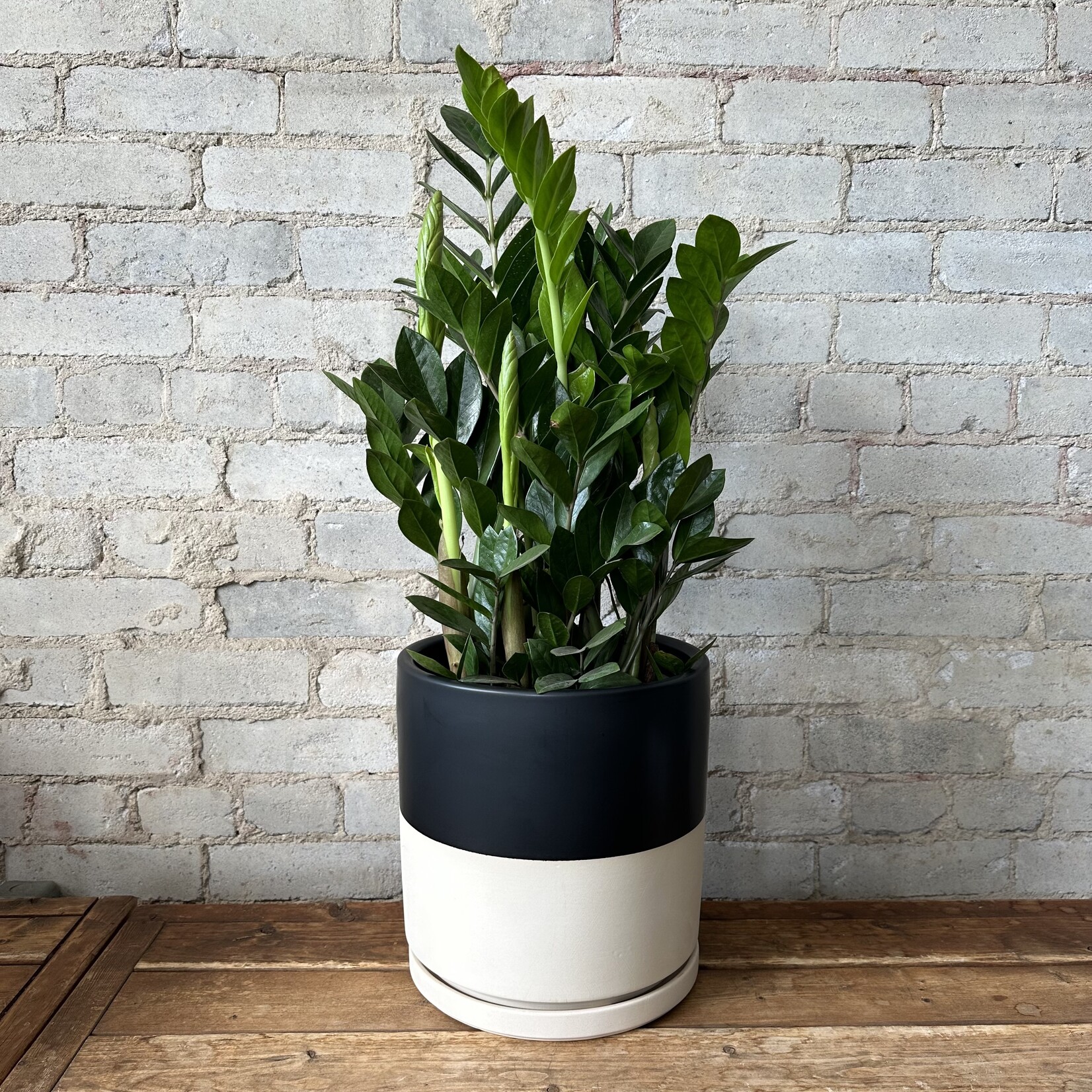 Momma Pots - Top Half Black 10.25"