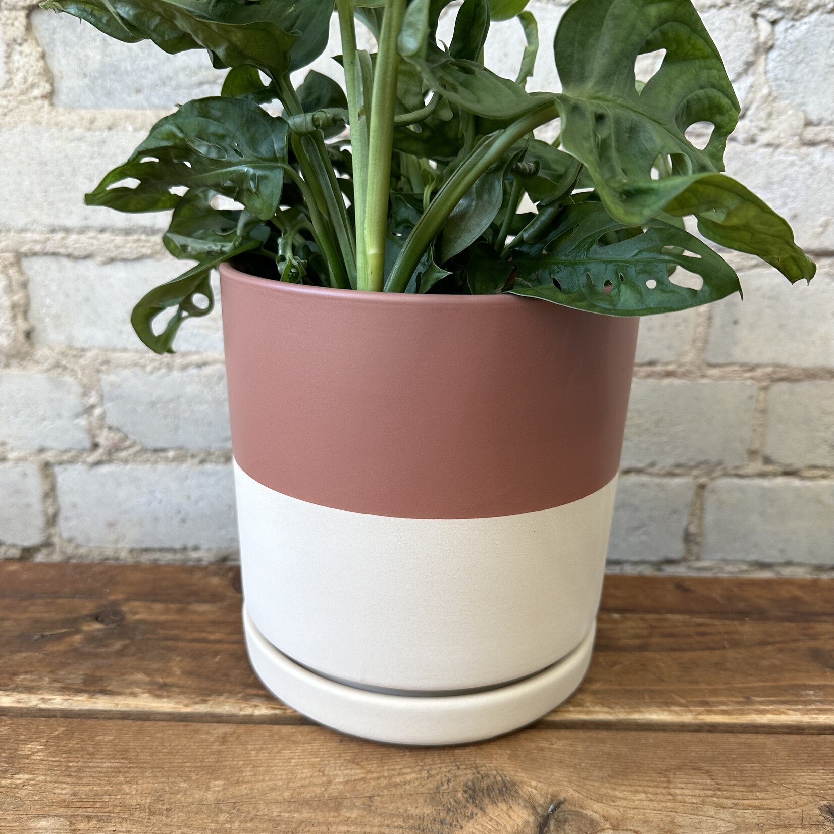 Momma Pots - Top Half Dusty Rose 6.5"