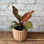 Philodendron McColley's Finale 4"