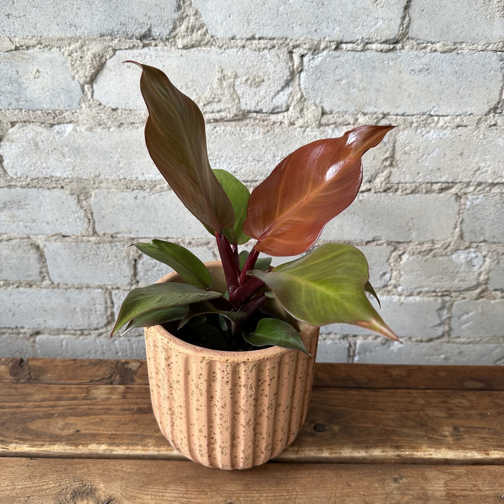 Philodendron McColley's Finale 4"