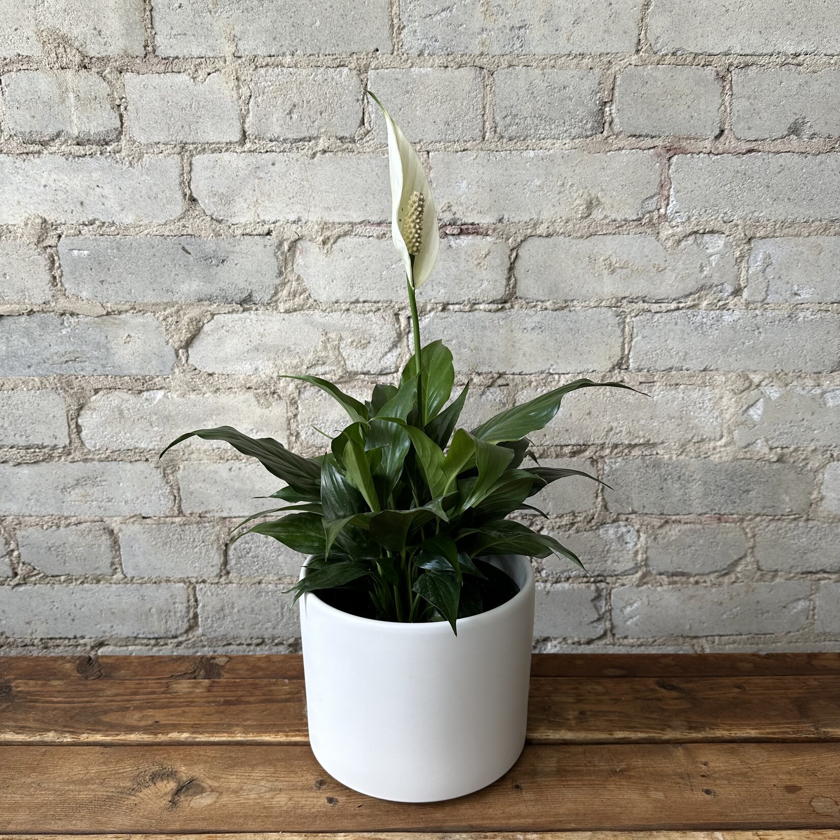 Atlas Pot (Fits 6") White
