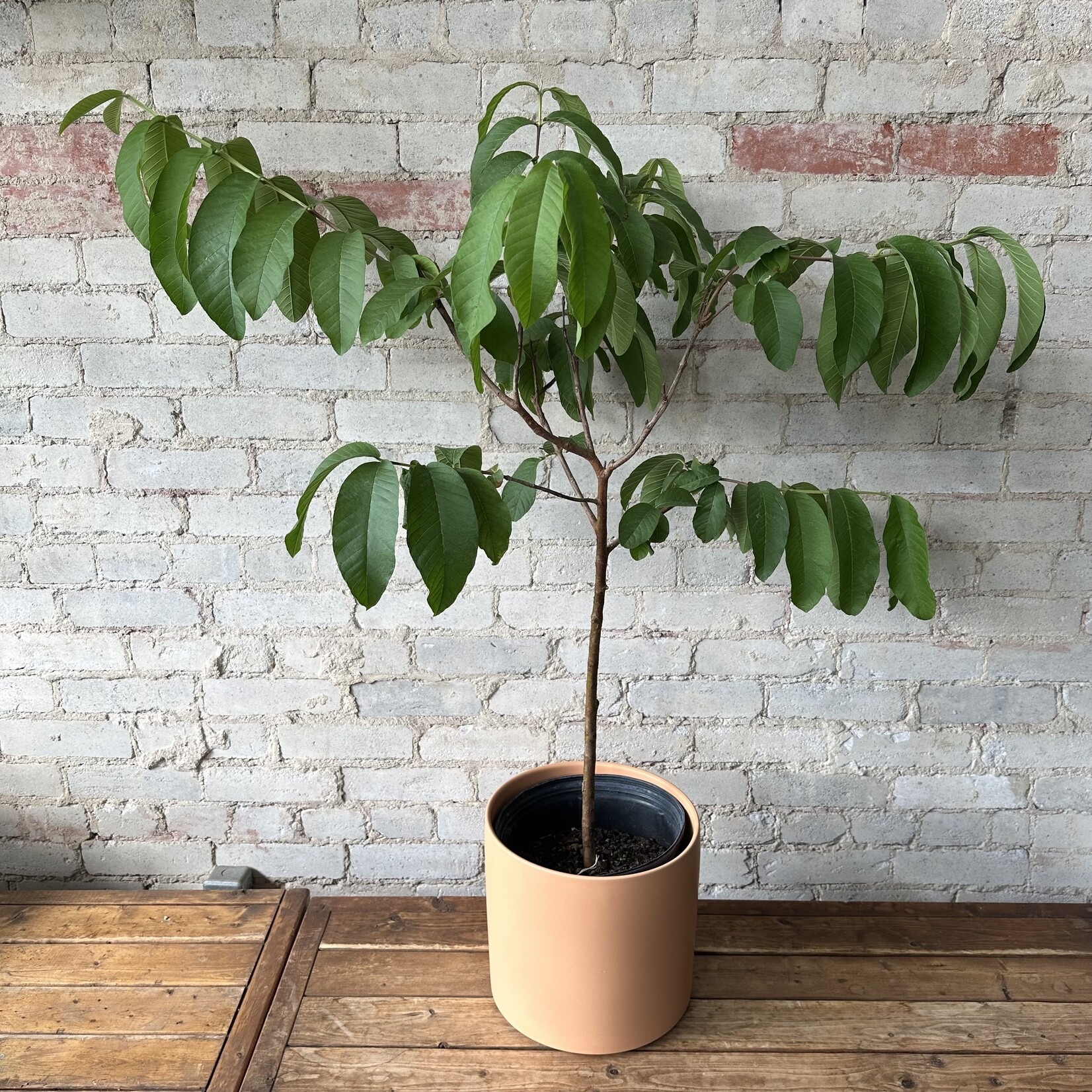 Atlas Pot (fits 10") Peach