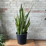 Sansevieria Laurentii 14"