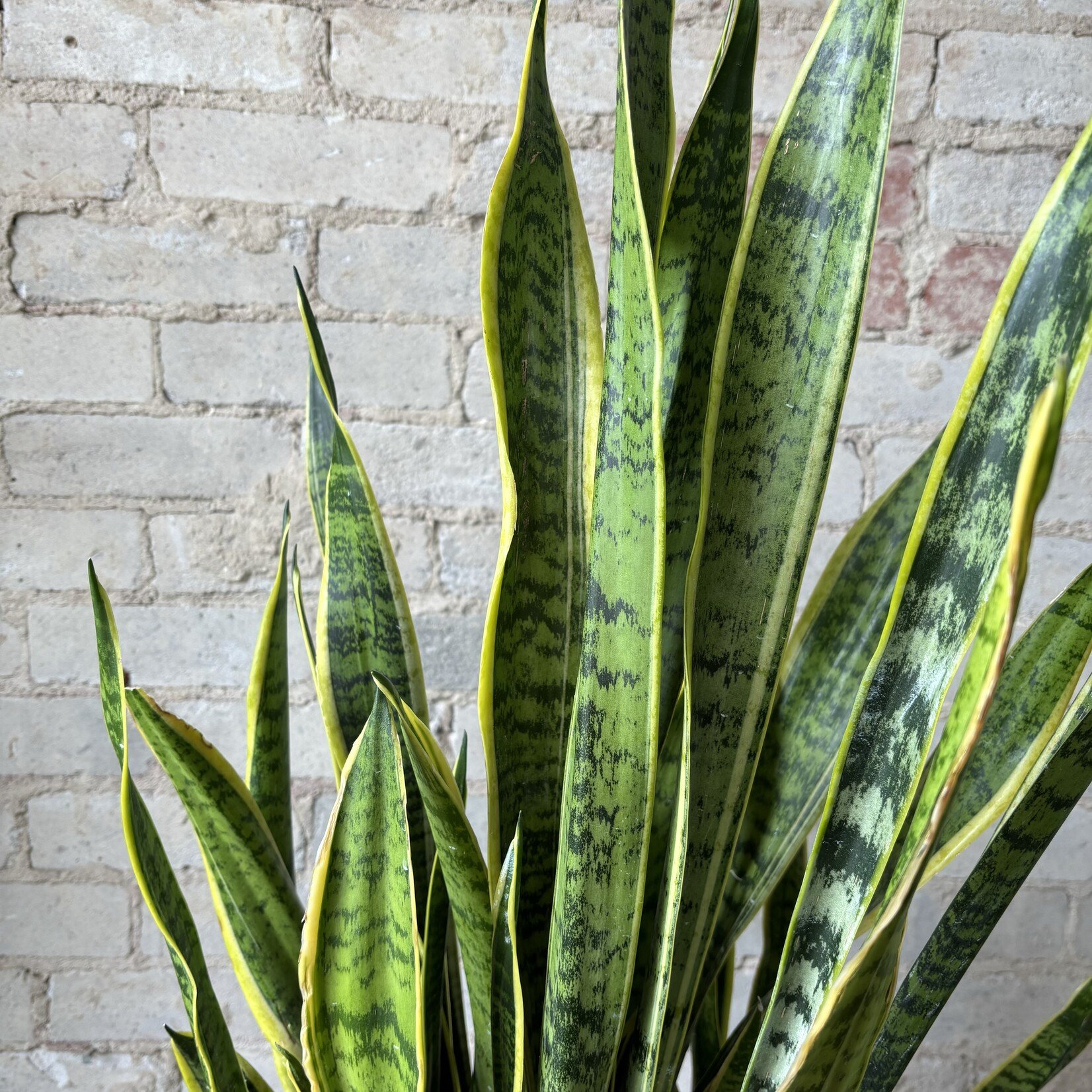 Sansevieria Laurentii 14"