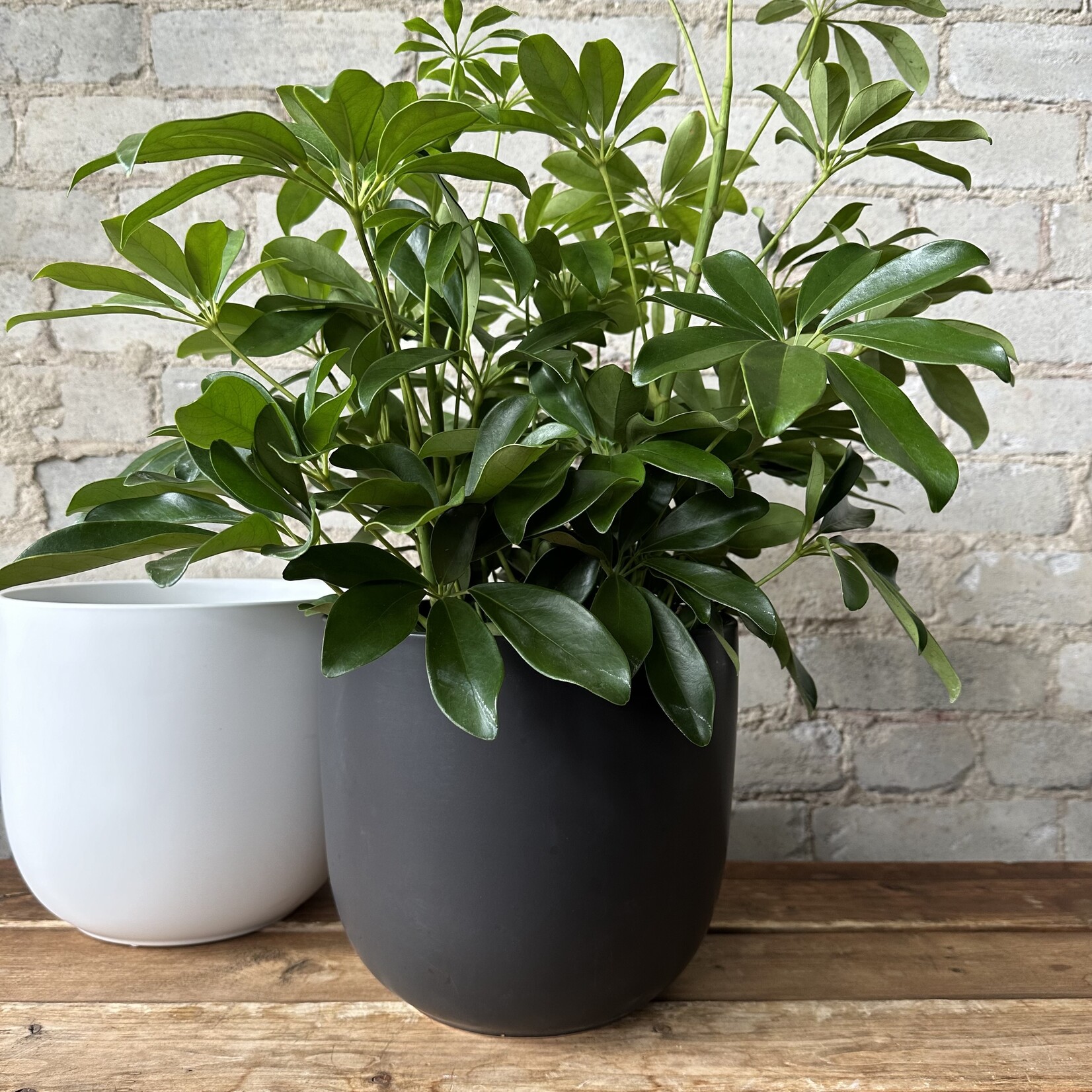Lana Pot (Fits 8") Black