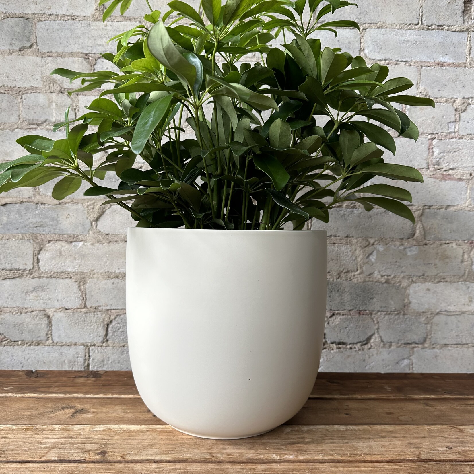 Lana Pot (fits 10") Cream