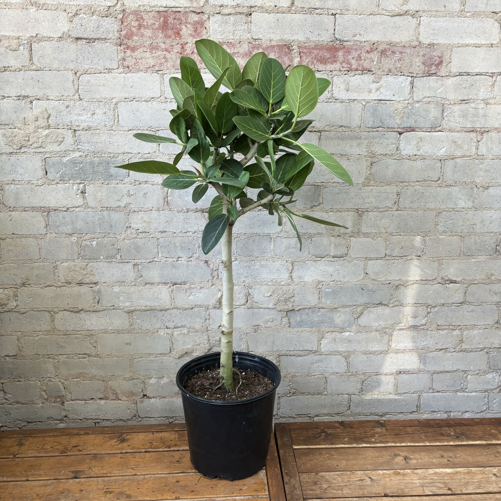 Ficus Audrey (Short) 10"
