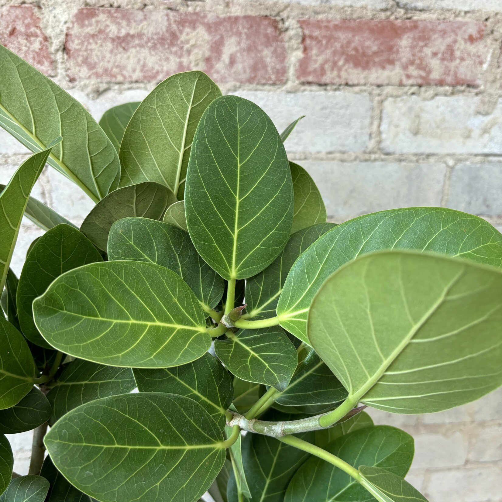 Ficus Audrey (Short) 10"