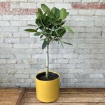 Ficus Audrey (Short) 10"