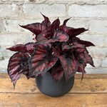 Begonia Rex 'Inca Flame' 5"