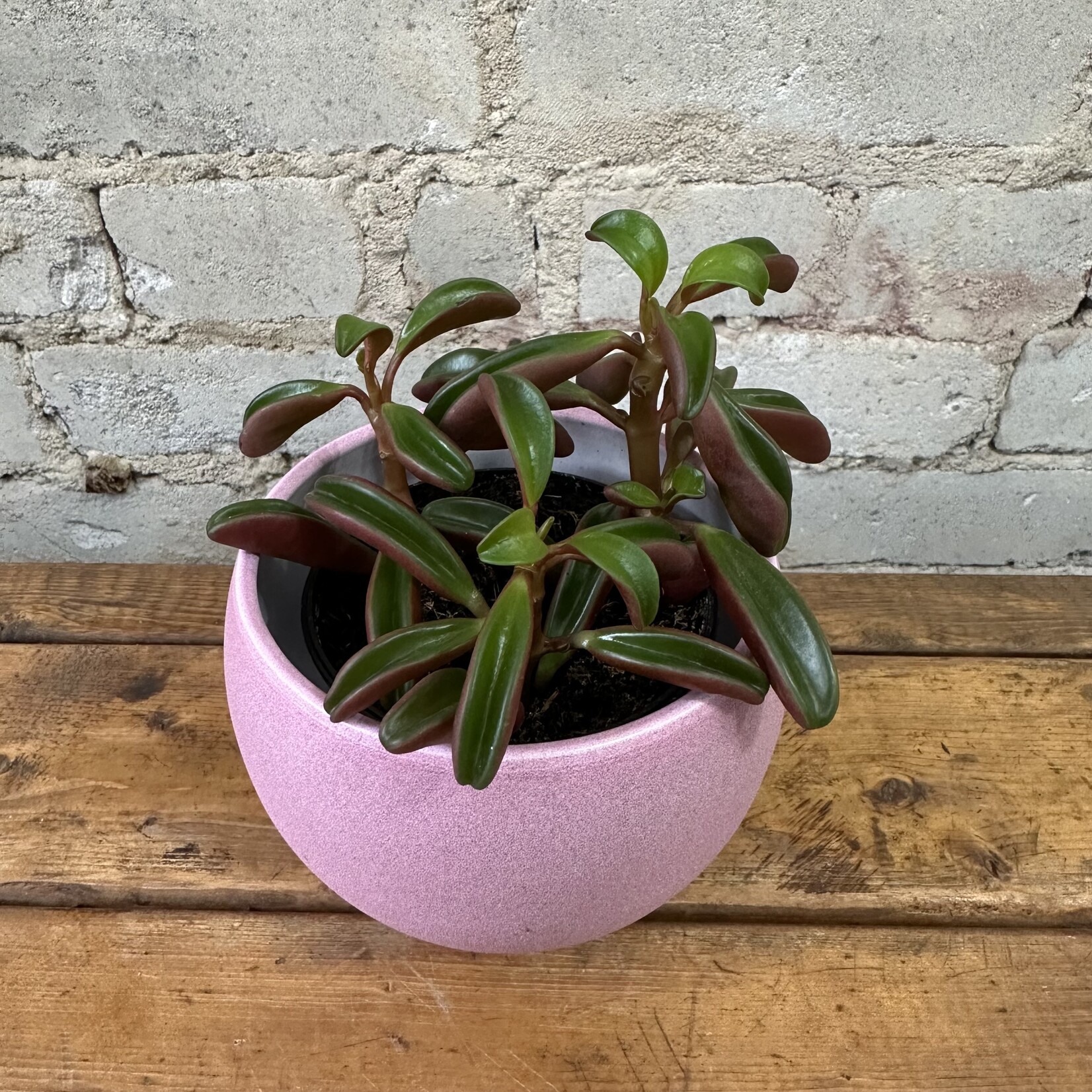 Peperomia Graveolens 3.5"