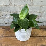 Philodendron Birkin 3.5"