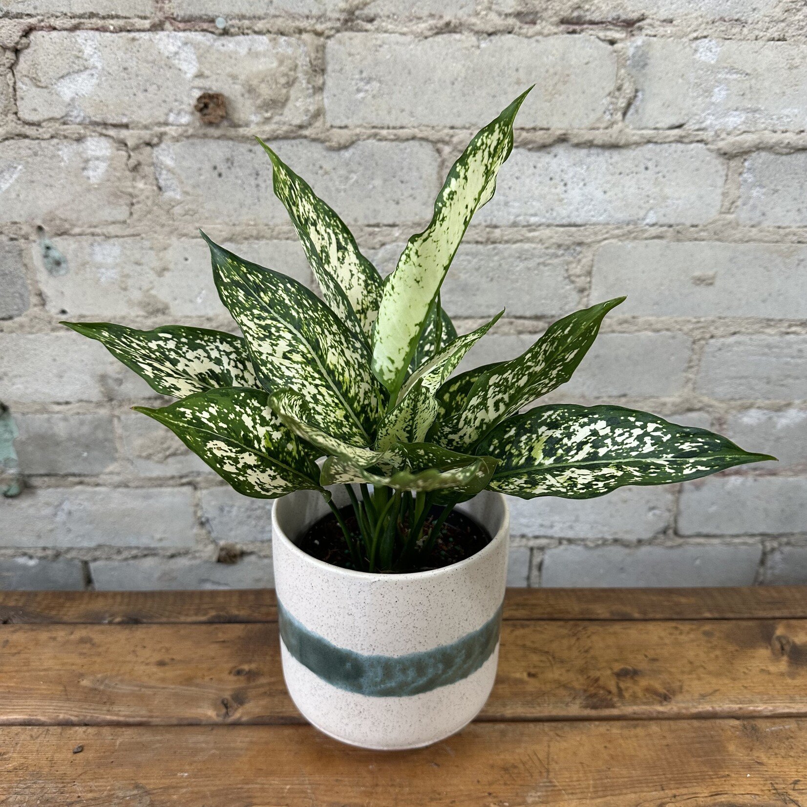 Aglaonema Spring Snow 5"
