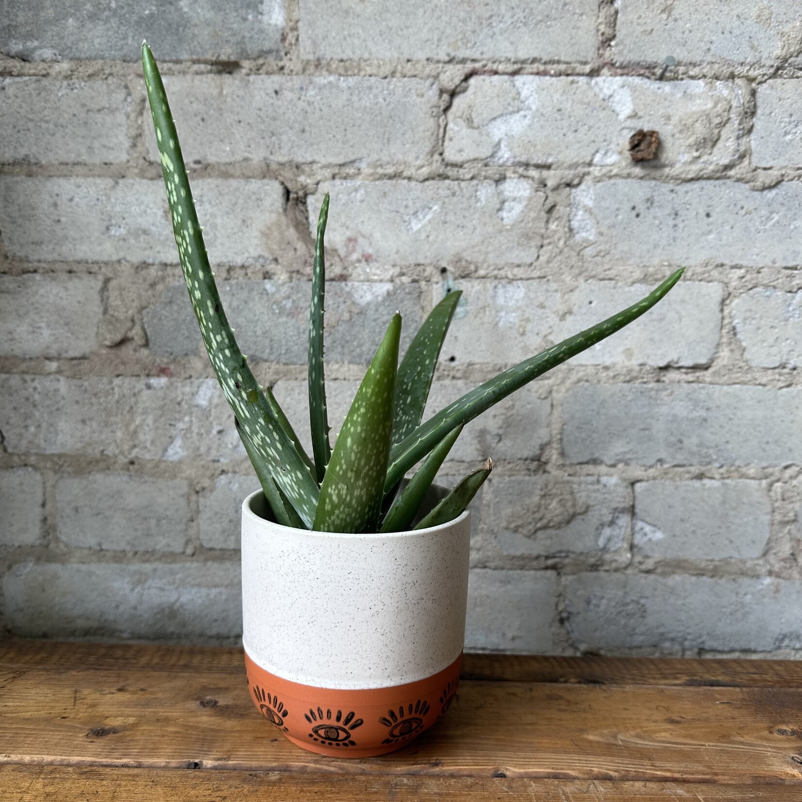 Aloe Vera 4"