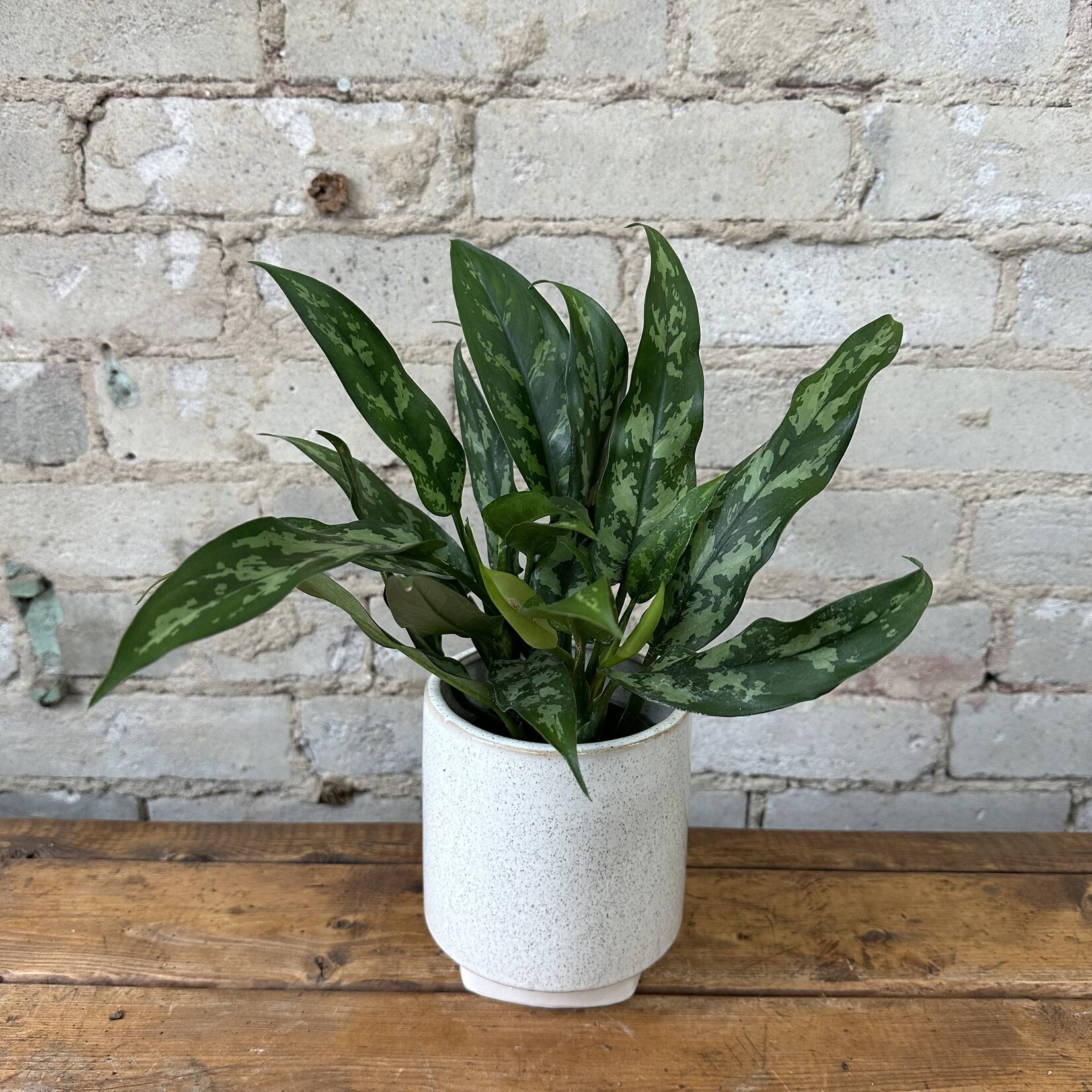 Aglaonema Maria 4"