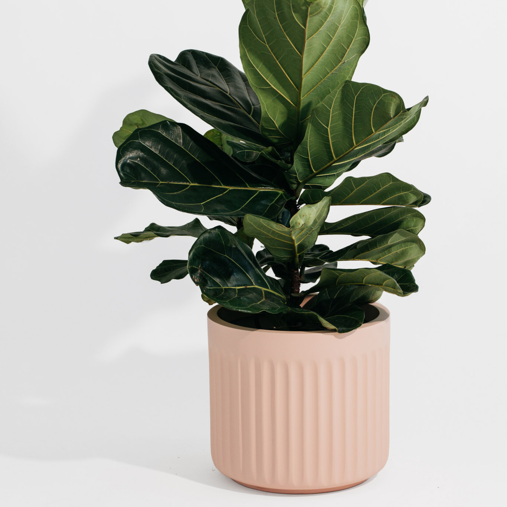 Hudson & Oak Hudson & Oak - ARC pot Blush