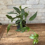 Pothos Baltic Blue 6"