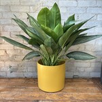 Aglaonema Silverado 8"