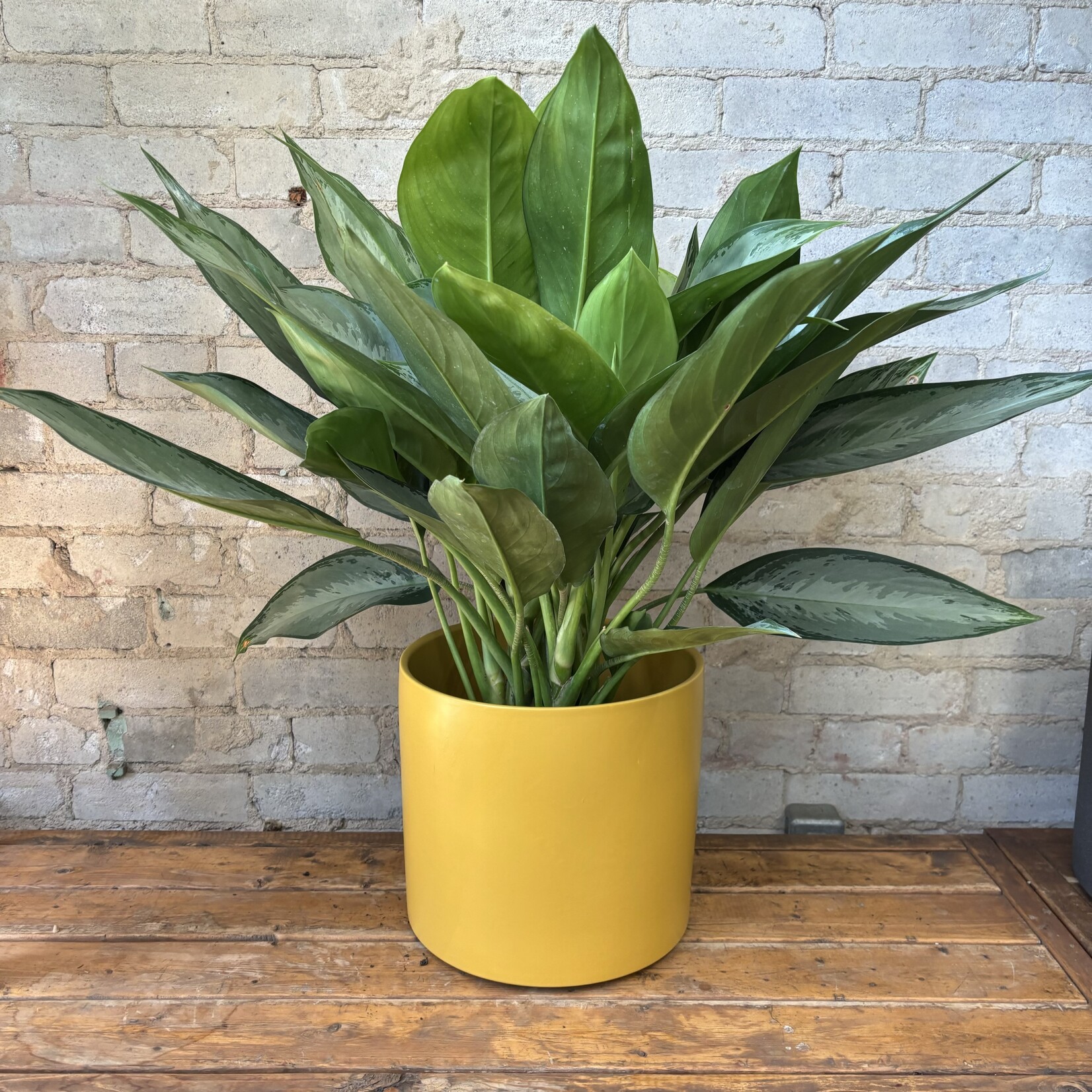 Aglaonema Silverado 8"