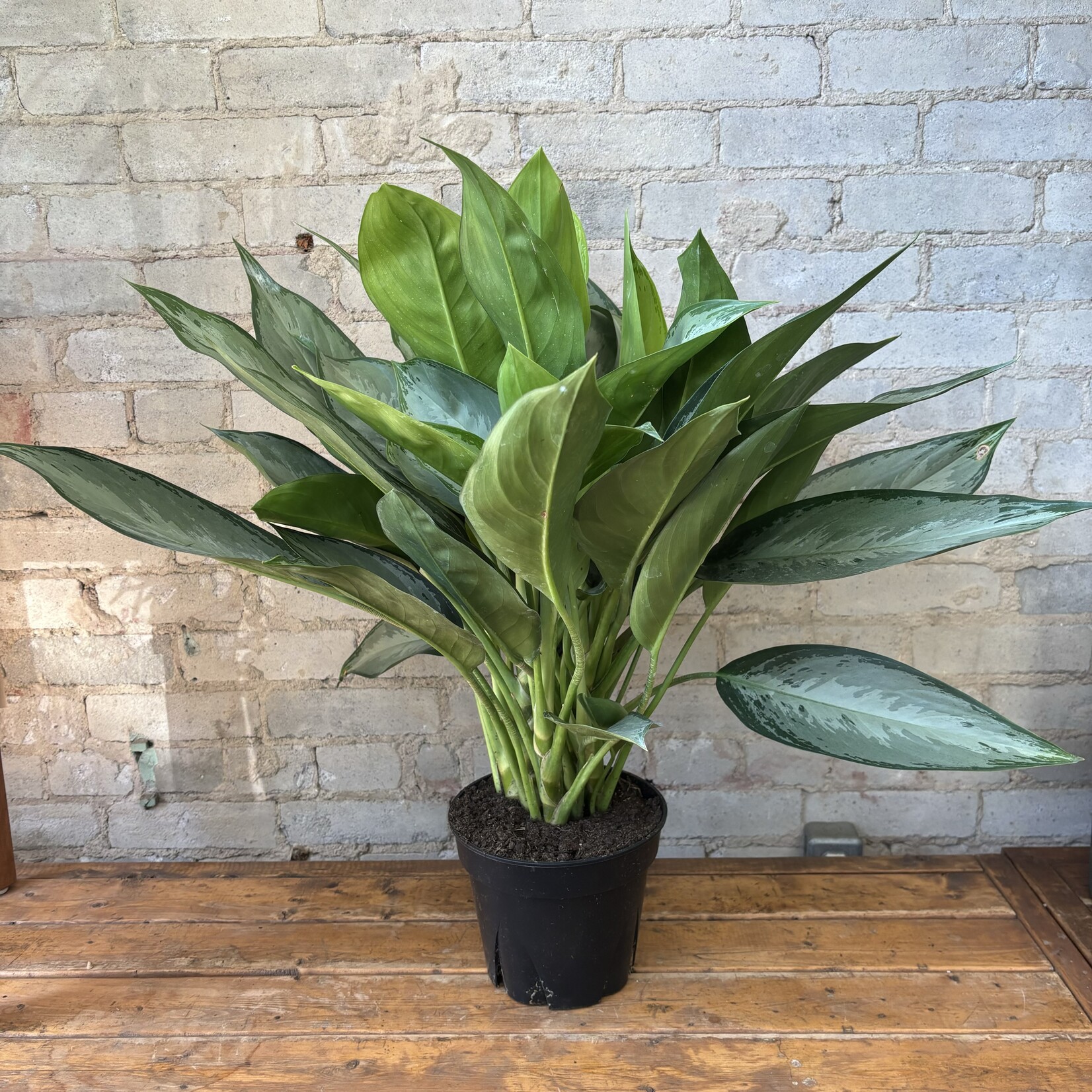 Aglaonema Silverado 8"