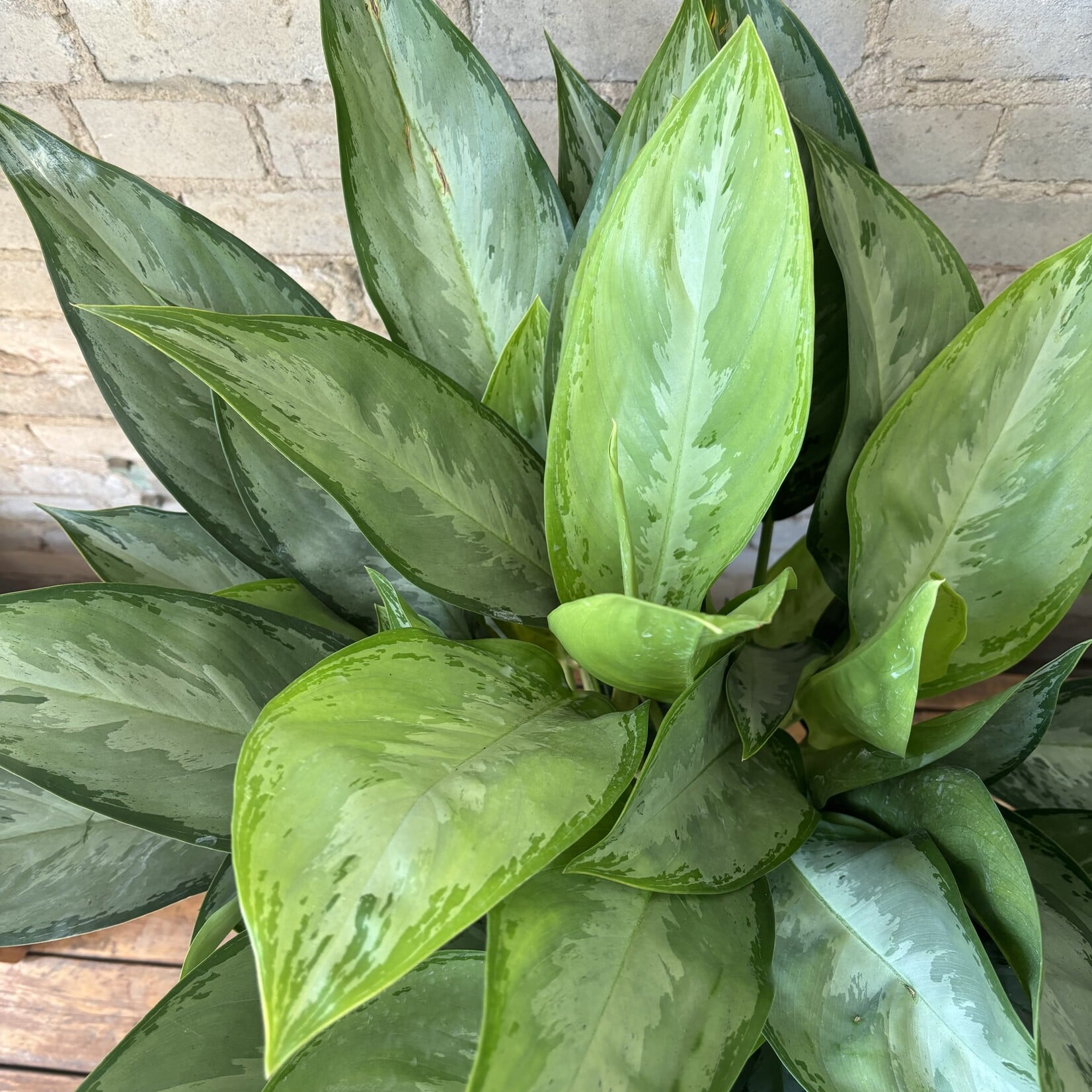 Aglaonema Silverado 8"
