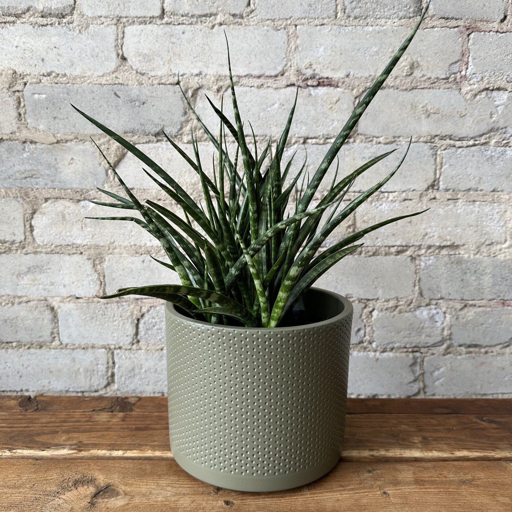 Era Pot (fits 6") Green Relief