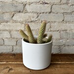 Assorted Pots Era Pot (fits 6") White Matte