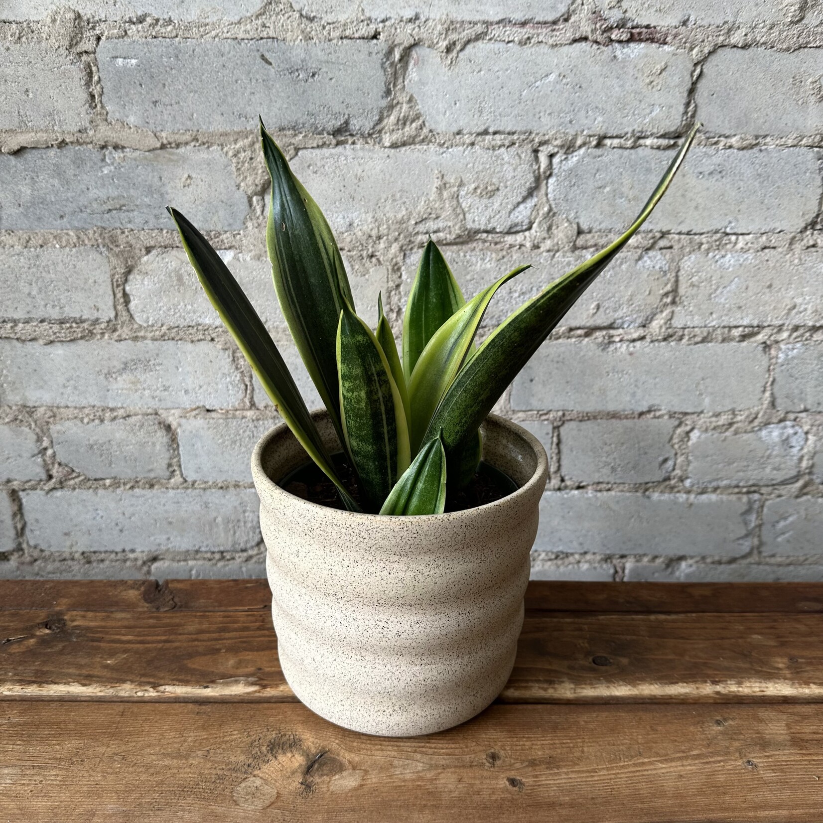 Jae Polgar Ceramics Cloud Neutral 6.25"