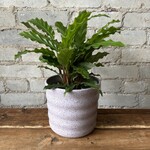 Jae Polgar Ceramics Cloud Lavender 6.25"