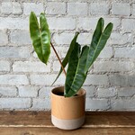 Philodendron Billietiae 4"