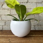 Luna pot (fits 5") White