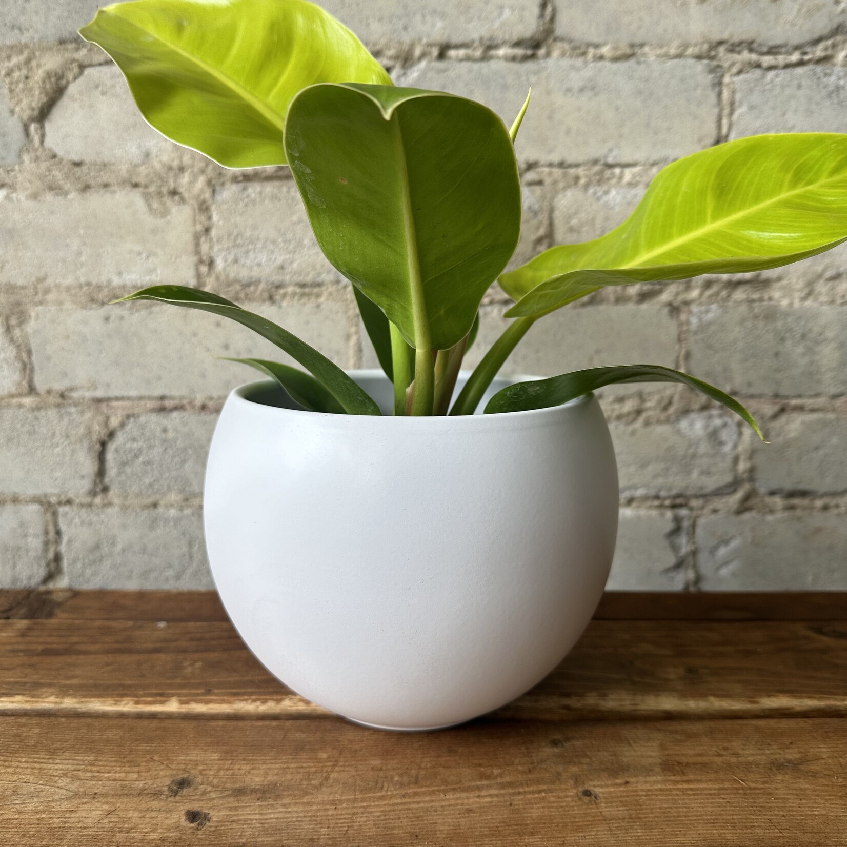 Luna pot (fits 5") White