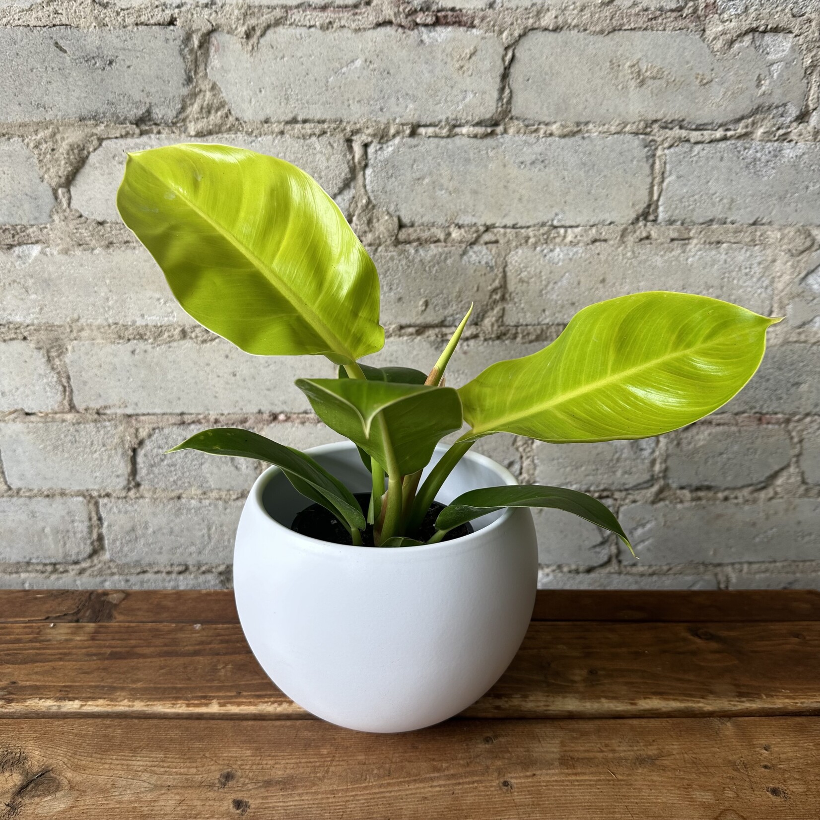 Luna pot (fits 5") White