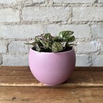 Luna pot (fits 3.5") Pink