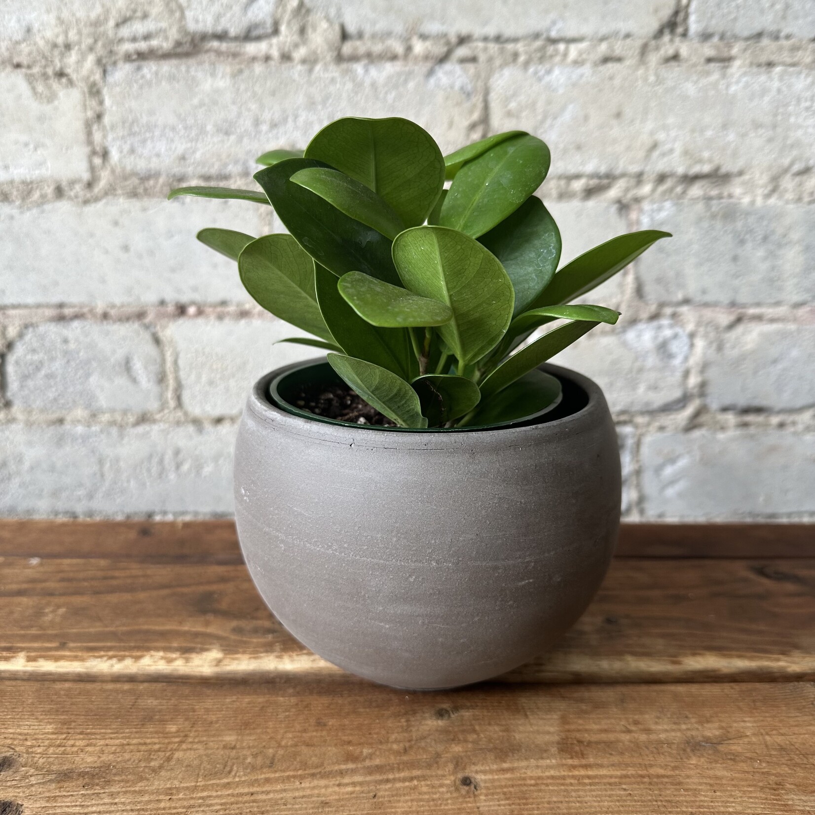 Luna pot (fits 3.5") Brown