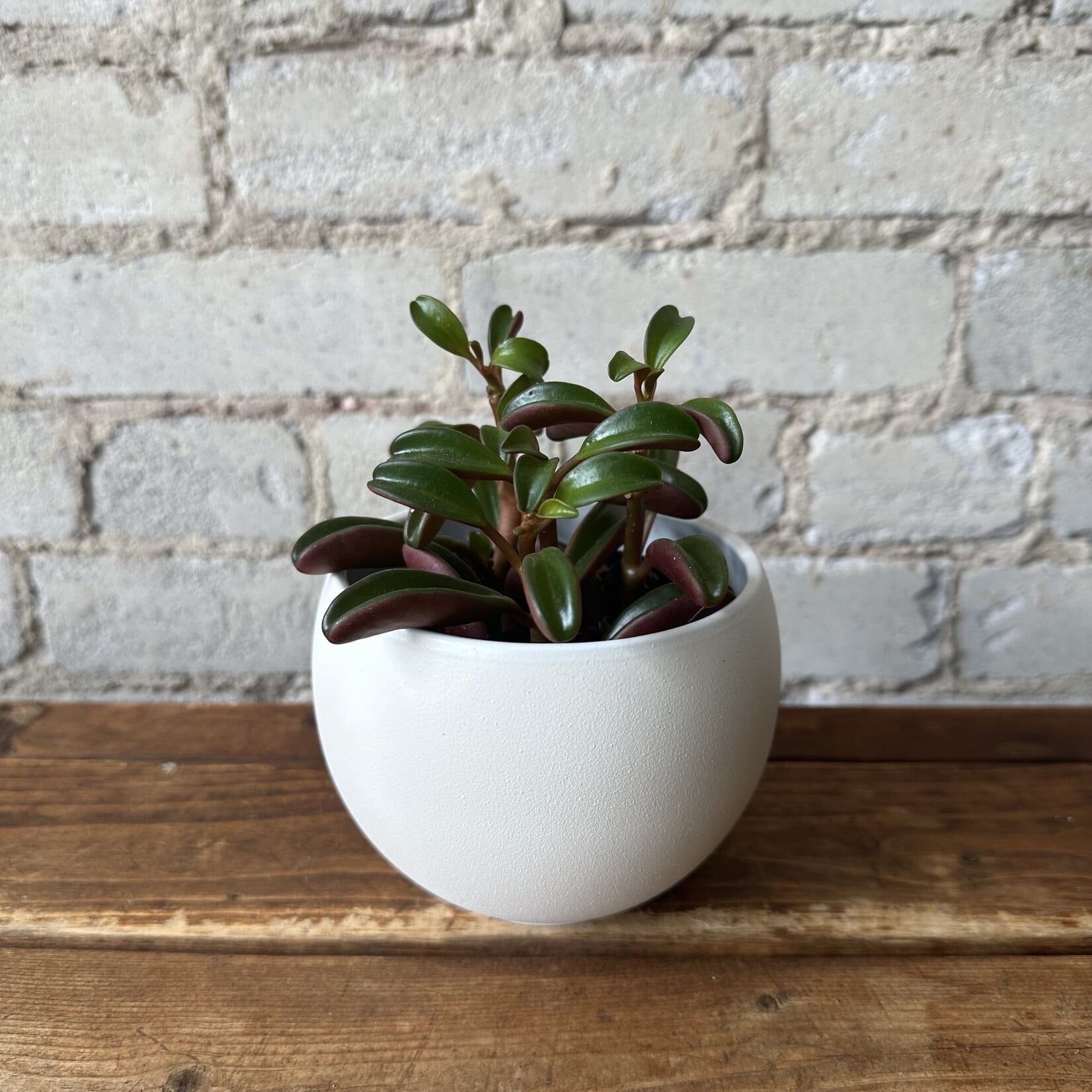 Luna pot (fits 3.5") Off-White
