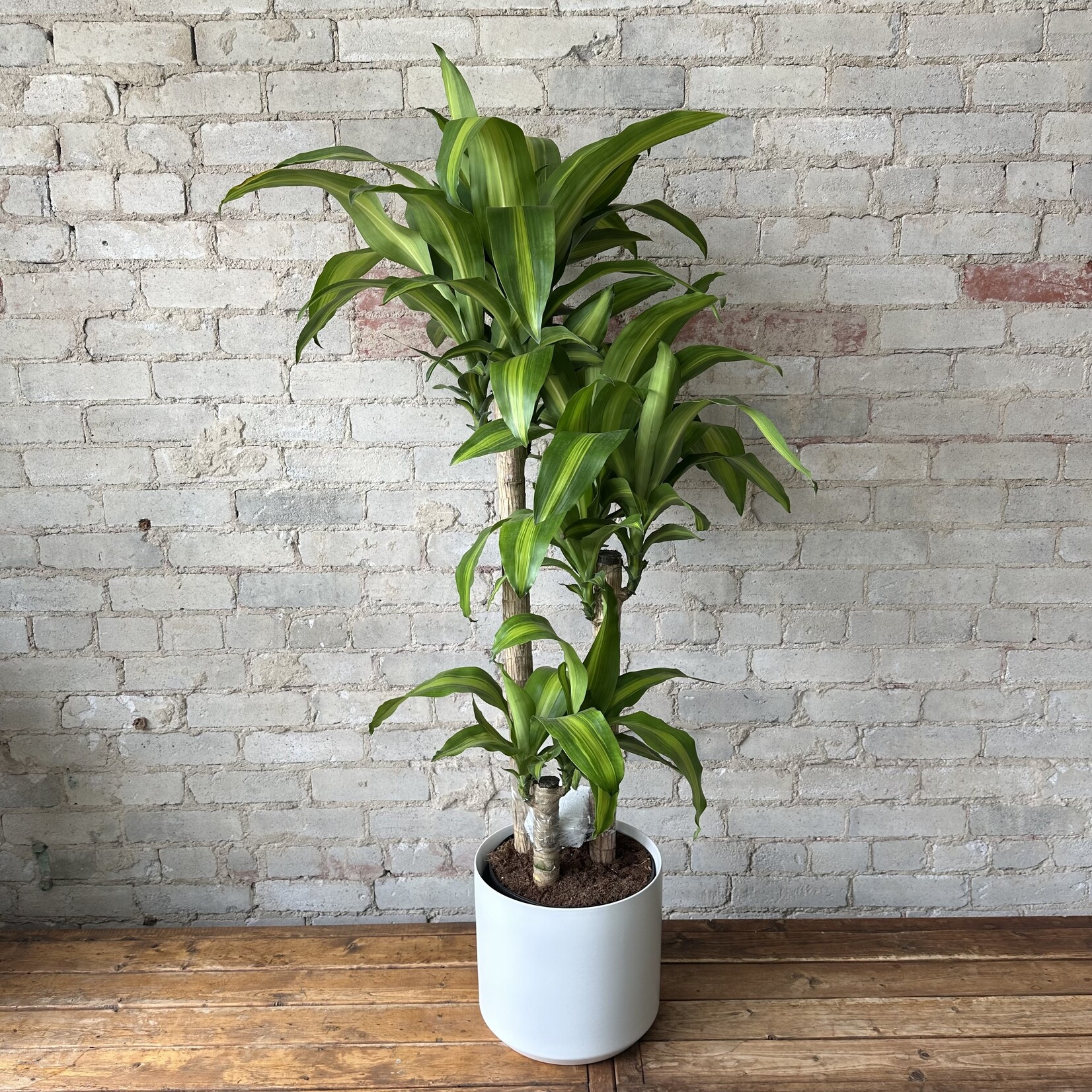 Dracaena Fragrans 10"