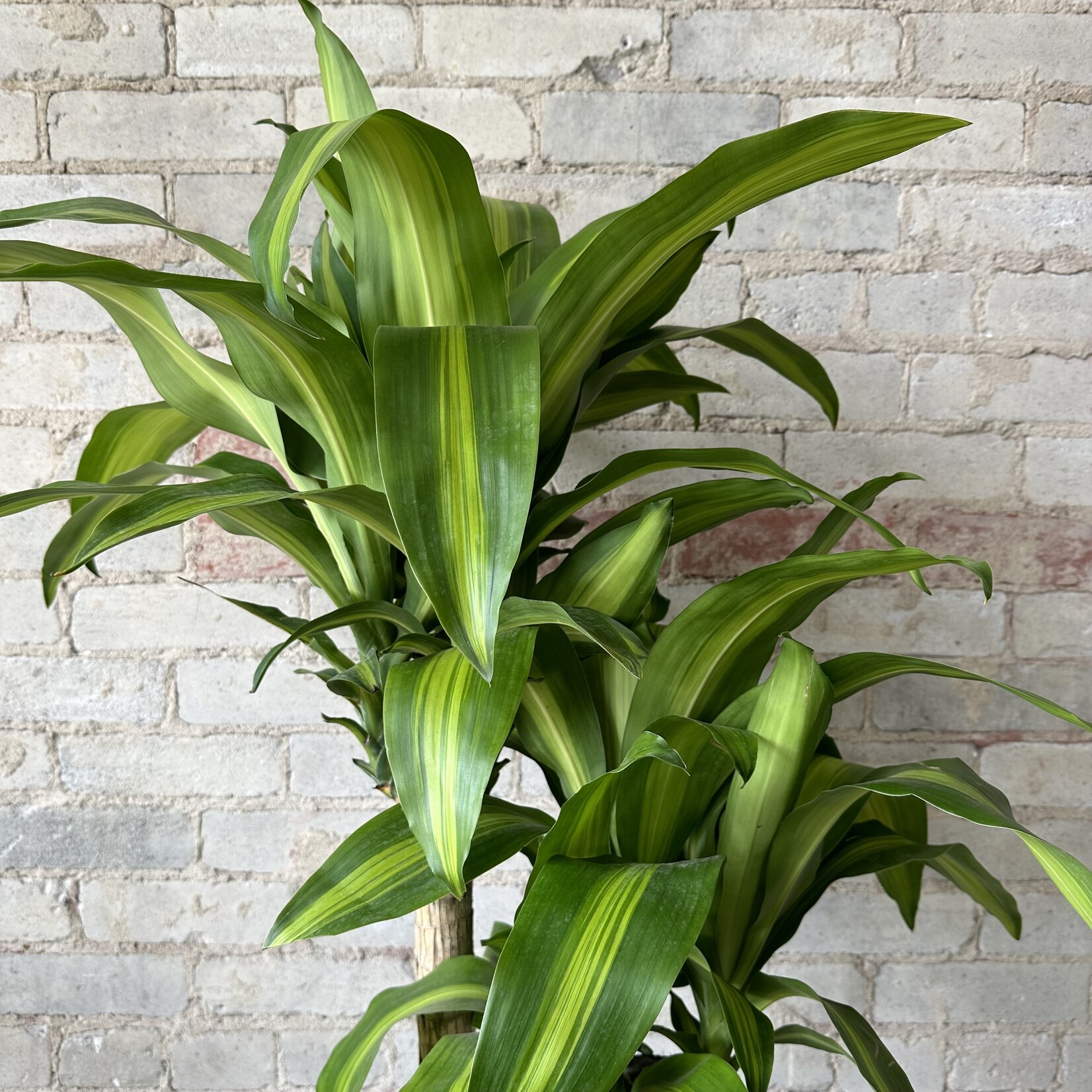 Dracaena Fragrans 10"
