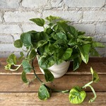 Pothos Lemon Meringue 6"