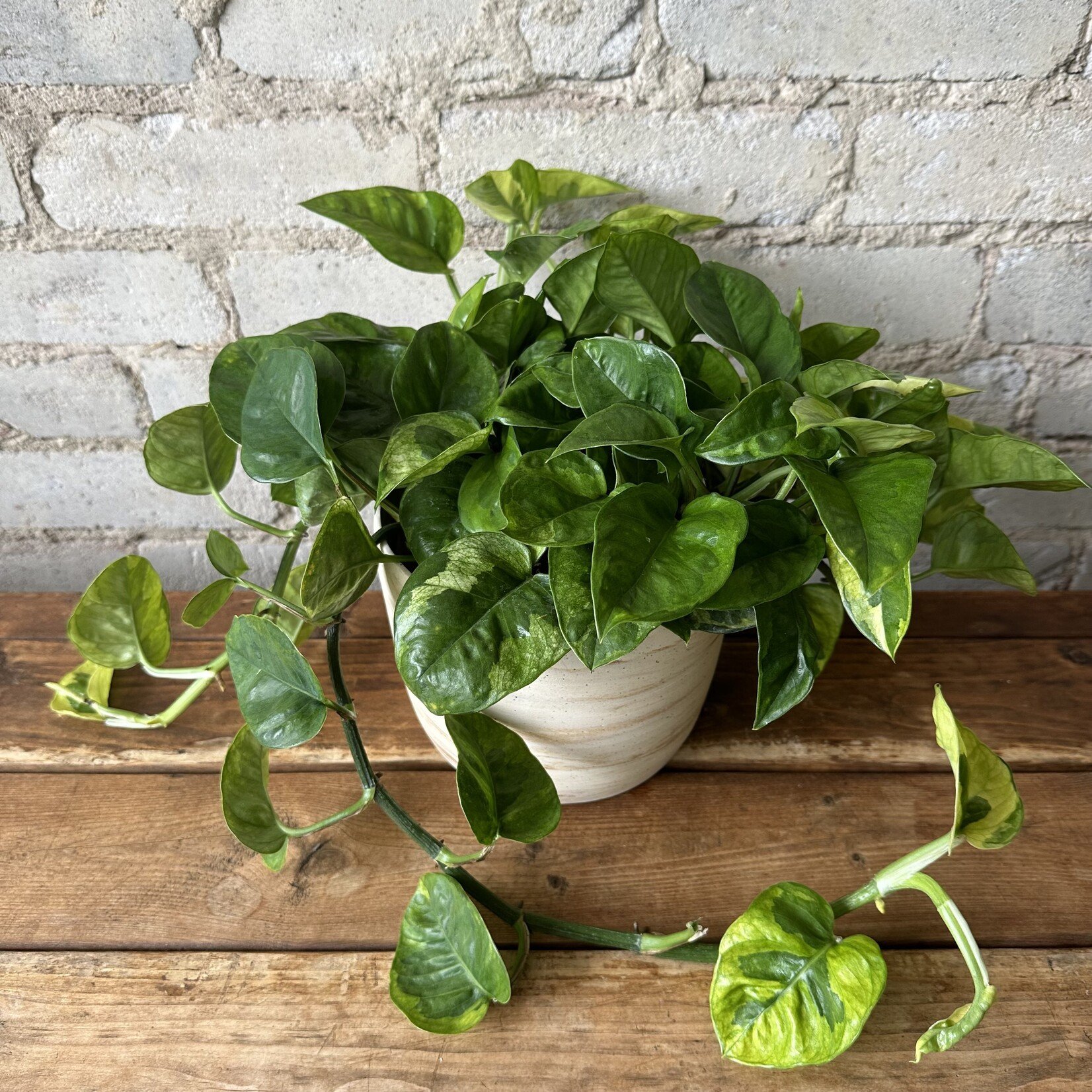 Pothos Lemon Meringue 6"