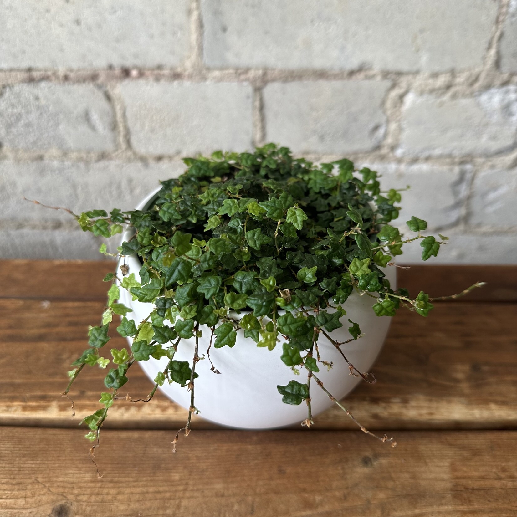 Ficus Quercifolia 'String of Frogs' 4"