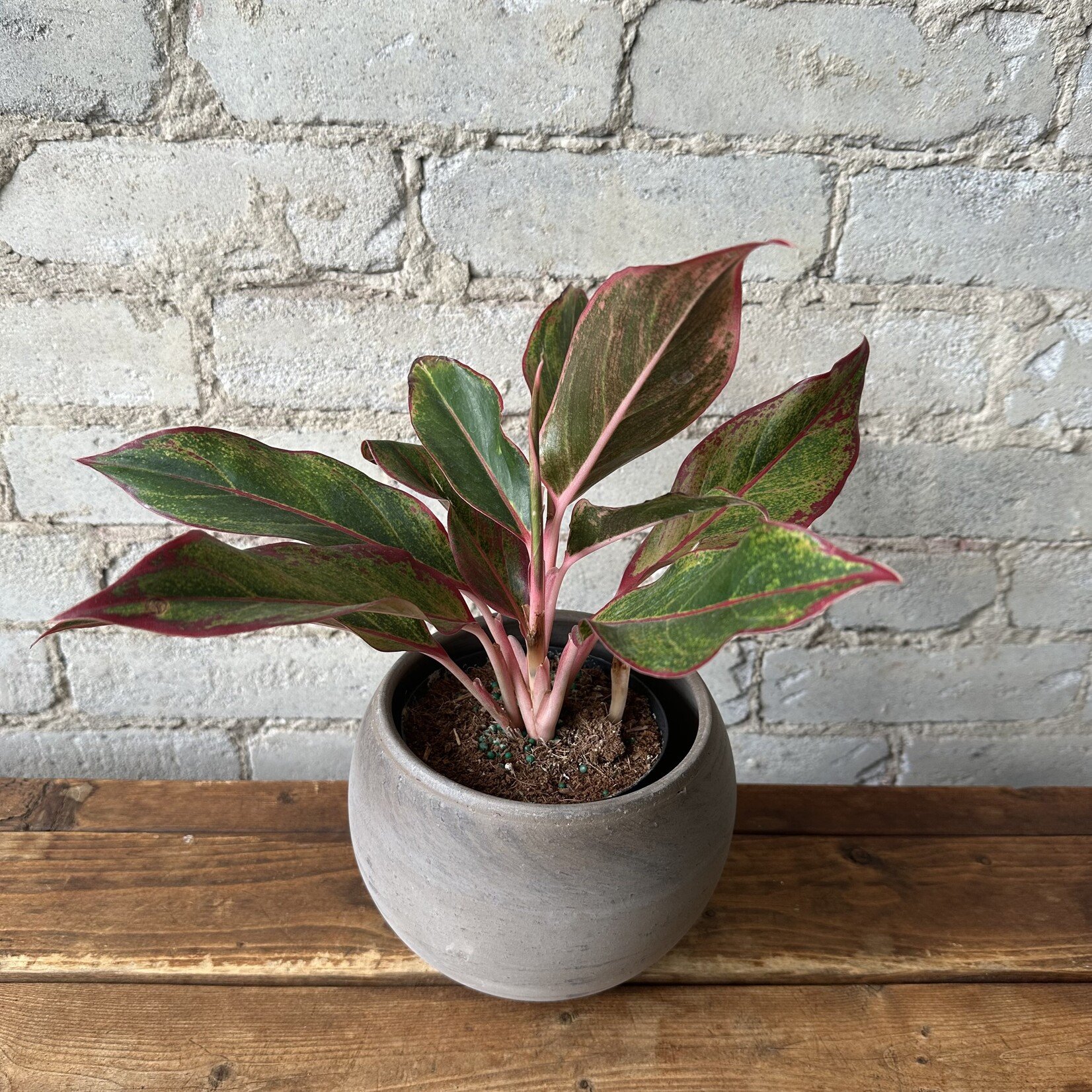 Aglaonema Creta 5"