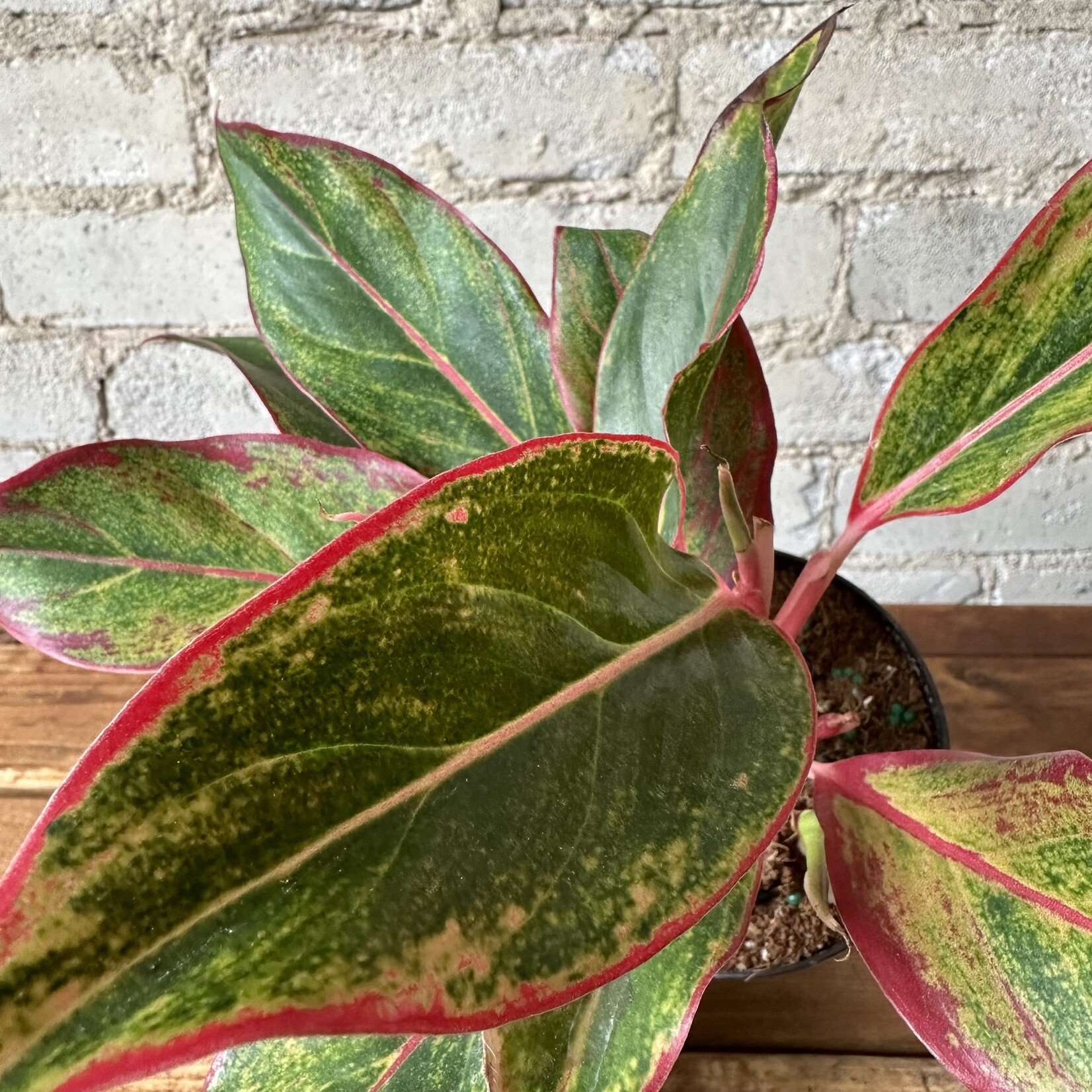 Aglaonema Creta 5"