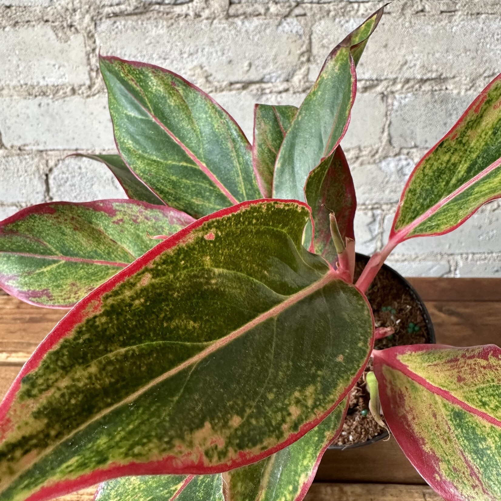 Aglaonema Red Siam 5"