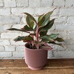 Aglaonema Creta 6"