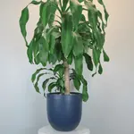 Common House Common House - Essential Pot French Navy Large (fits 10")