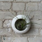 Golem Designs Golem Designs: Air Plant Loop Textured