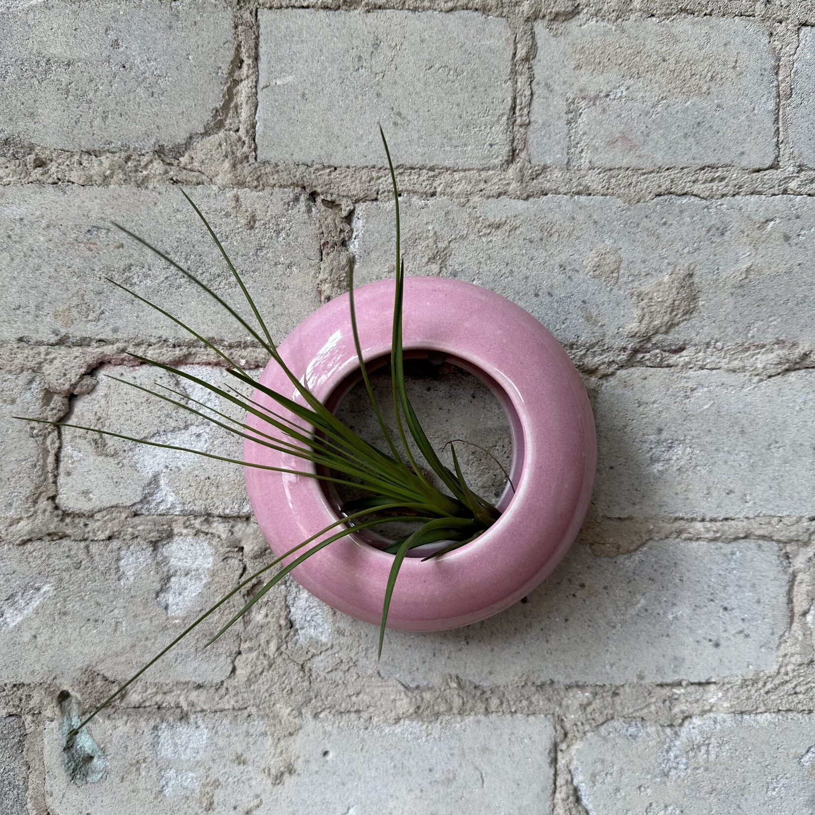 Golem Designs: Air Plant Loop Pink Gloss