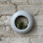Golem Designs Golem Designs: Air Plant Loop Grey Speckled