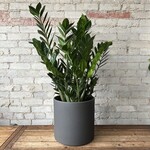 ZZ Plant 11"